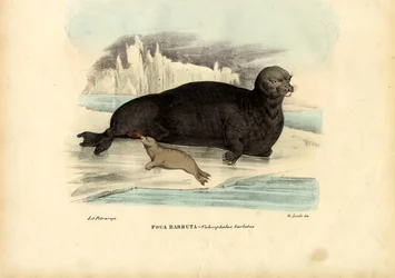 Foca barbuta